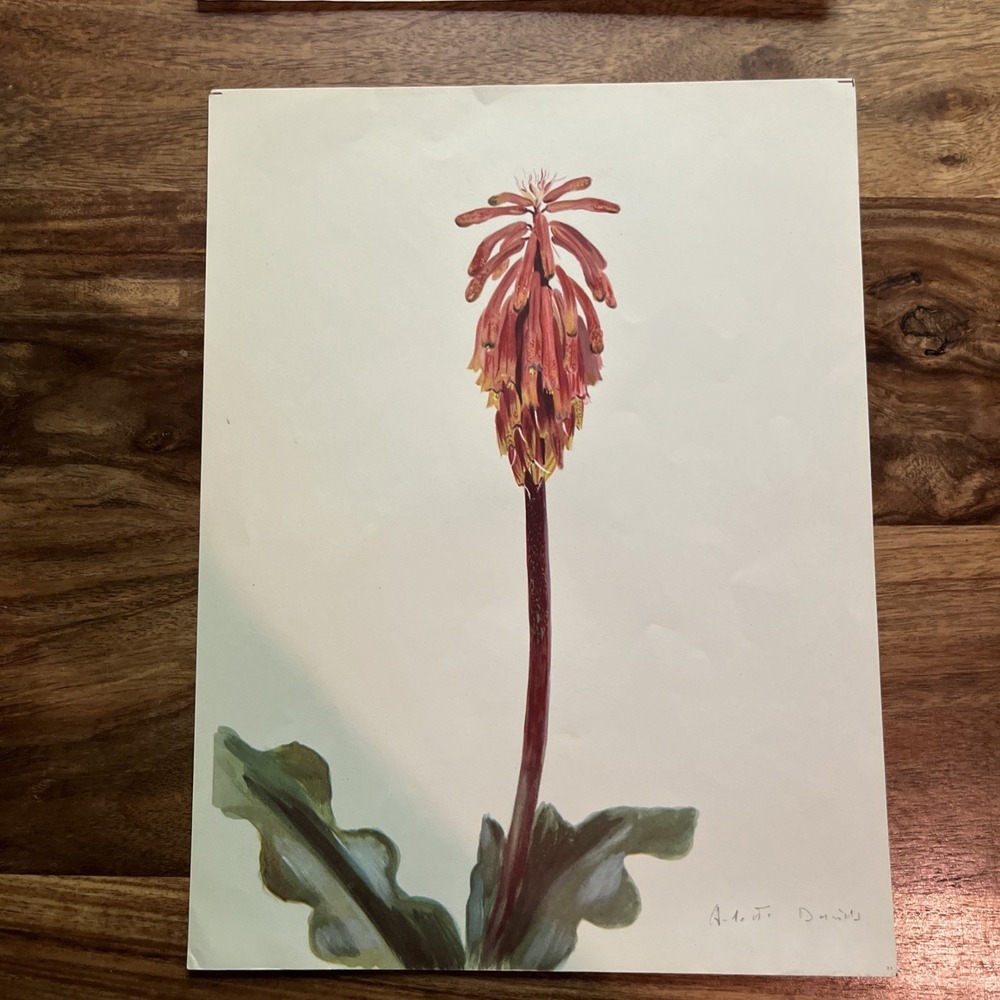 Vintage Arlette Davids Spring Flowers Veltheimia Viridifolia Print 31 1940's